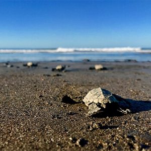 Guanacaste Beach