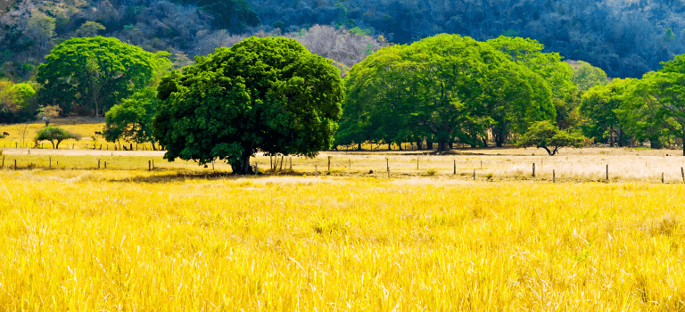 Llanuras de Costa Rica - Guanacaste Aeropuerto