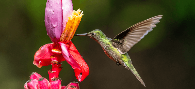 Flora y Fauna - Guanacaste Aeropuerto