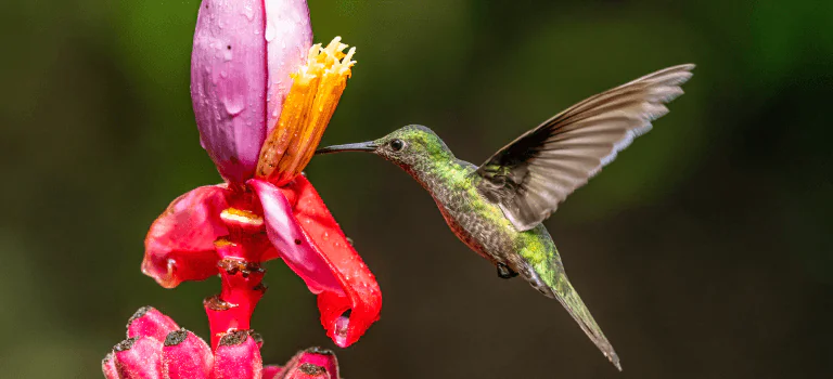 Forest and Wildlife - Guanacaste Aeropuerto